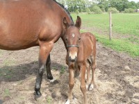 /album/fotogallerij/p1050601-jpg/