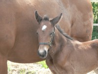 /album/fotogallerij/p1050465-jpg/